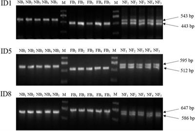 Genetic diversity analysis and development of molecular markers for the identification of largemouth bass (Micropterus salmoides L.) based on whole-genome re-sequencing